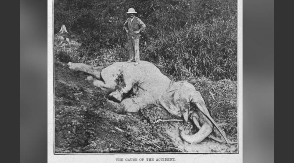 Tragic Elephant Attack Claims Life of Malaysian Logger Just Hours After Initial Encounter