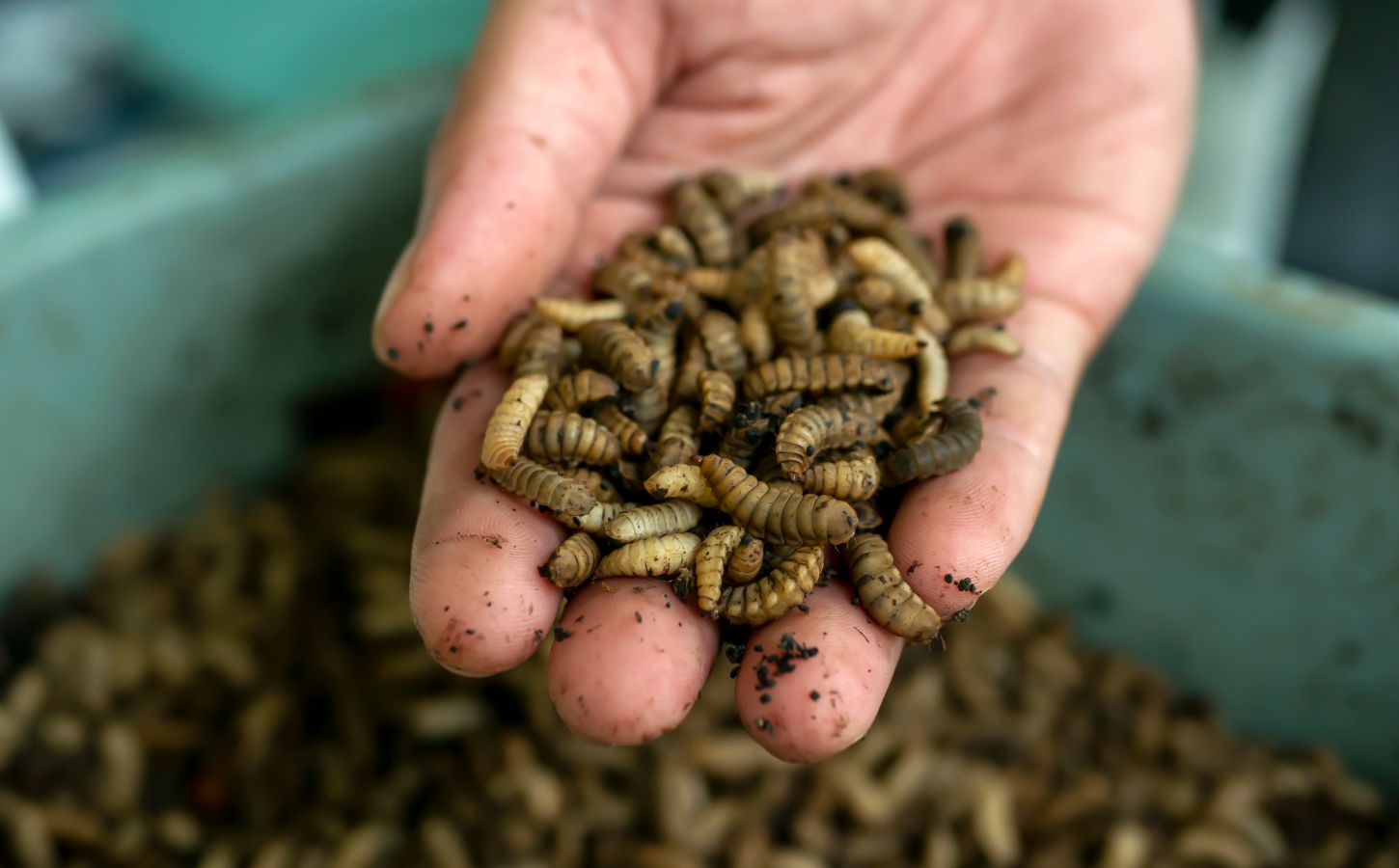 Insect Meat Industry Collapses as Ethical and Financial Challenges Mount