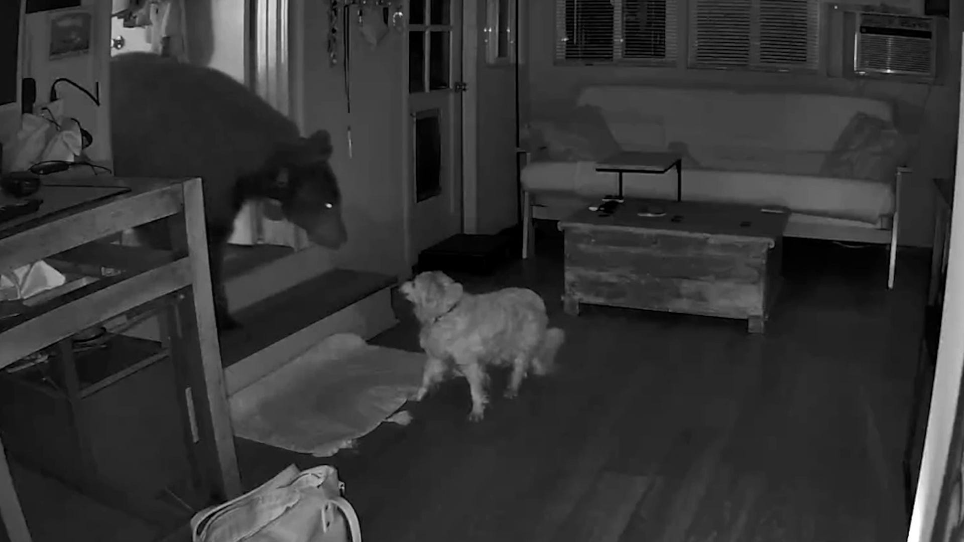 Monrovia Bear Euthanized After DNA Confirms Double Attack