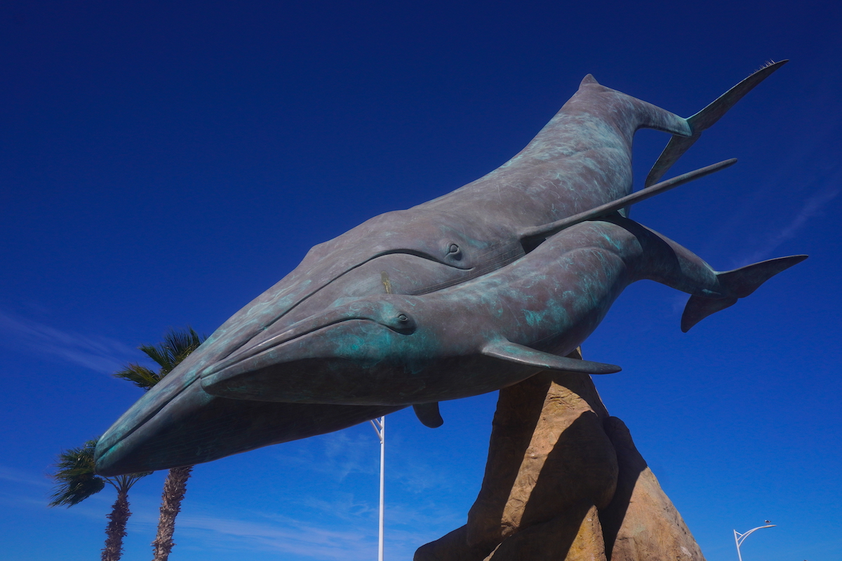 Historic Albino Blue Whale Spotted in Mexico’s Bahía de Loreto National Park