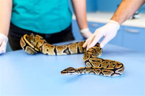 Hengzhou Residents Urged to Caution as Typhoon Mayask Unleashes Venomous Snakes