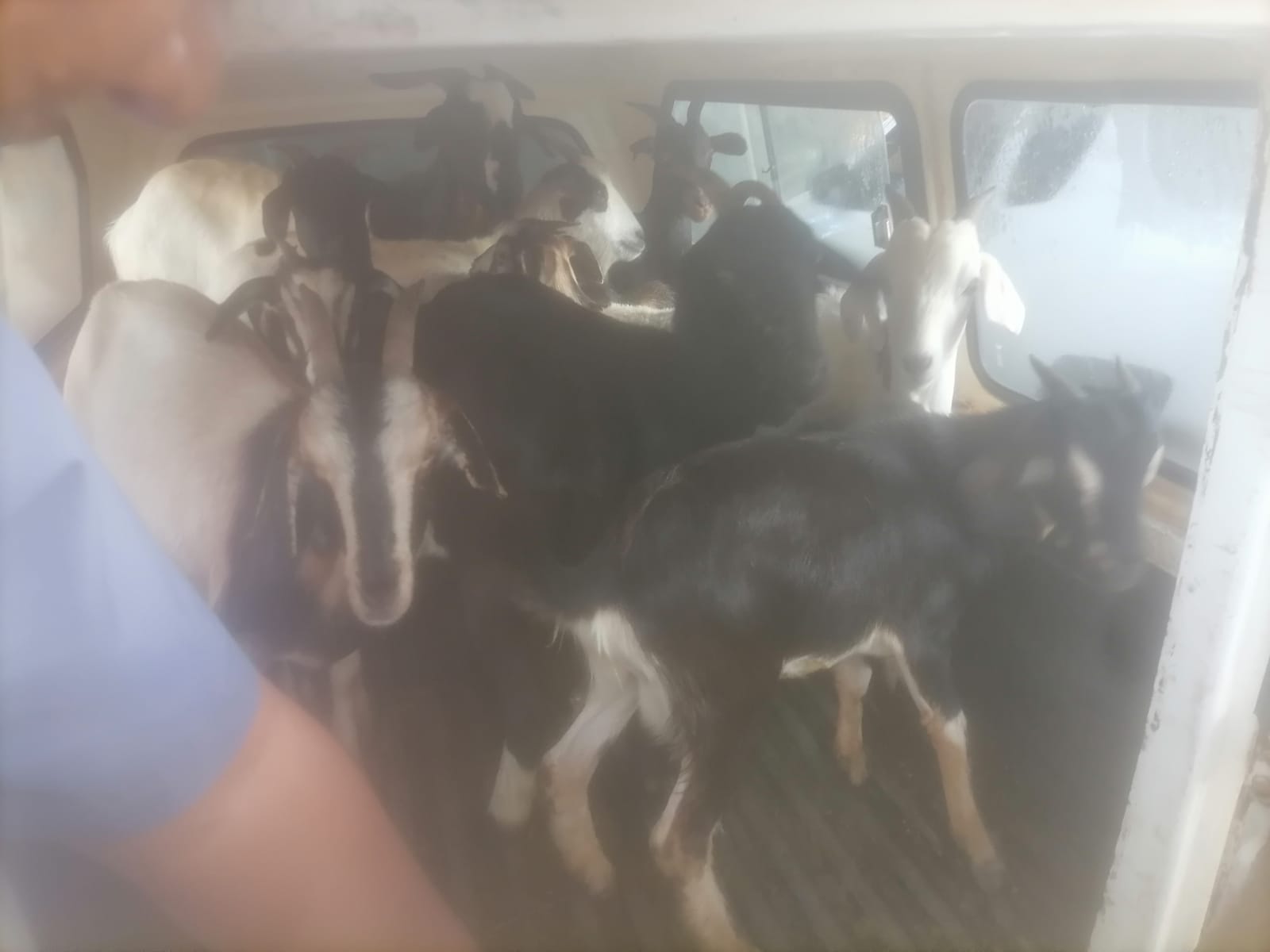 Shocking Discovery: Kansas City Police Find Malnourished Goats in Stolen Car Trunk