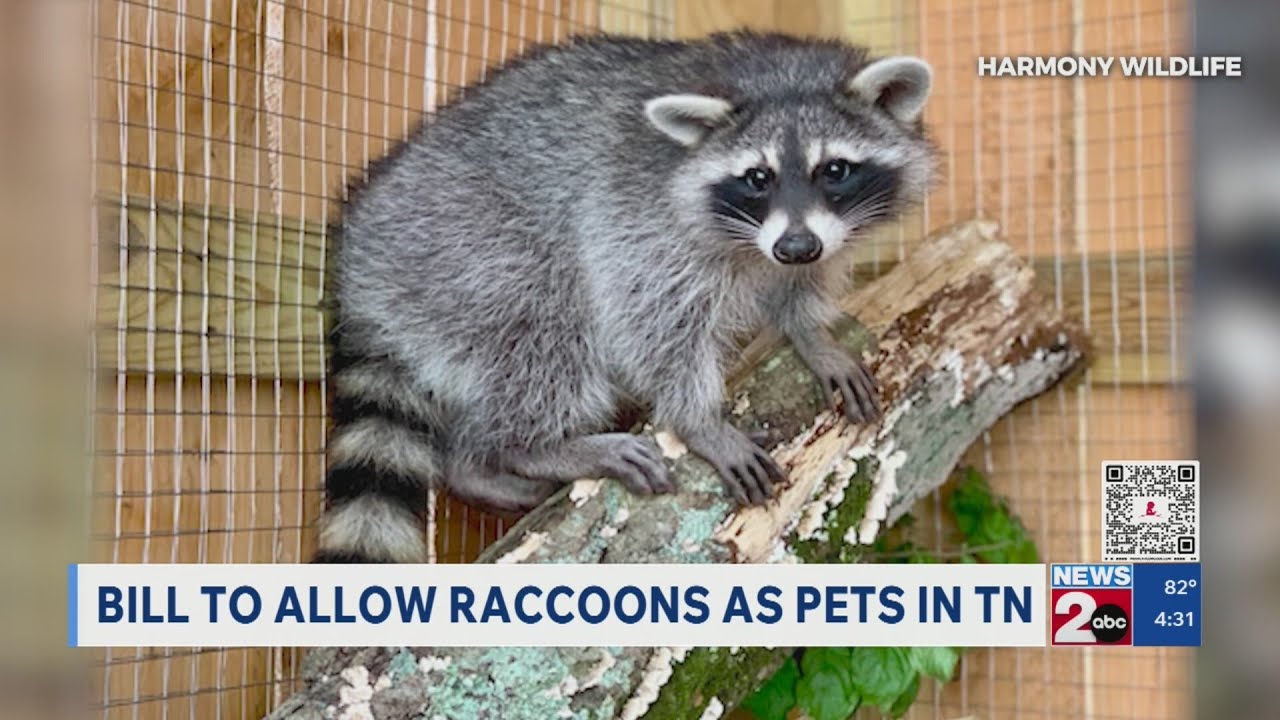 Tennessee Passes Law Allowing Raccoon Pet Ownership Under Specific Conditions