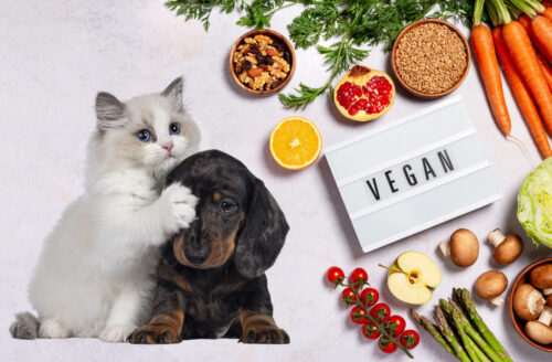 Vegan Diet Could Be Secret to Keeping Cats Slim